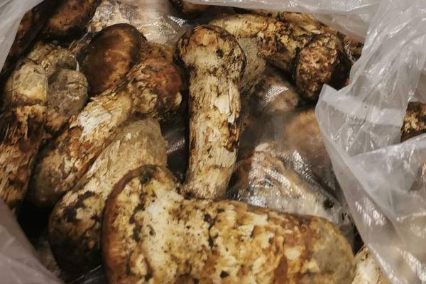 保存越久的松茸營養(yǎng)會流失嗎 保存越久的松茸營養(yǎng)會流失嗎