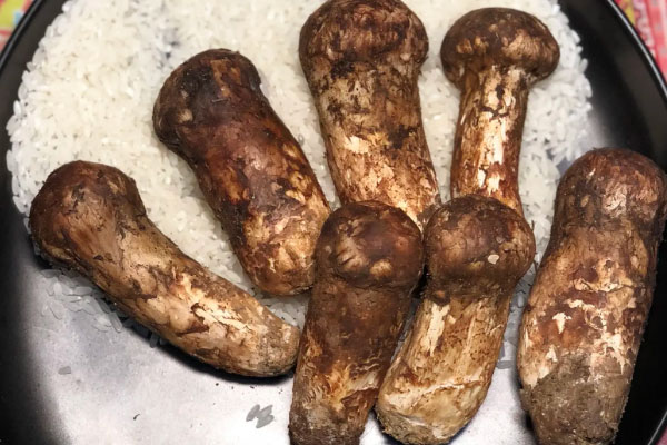 肺不好可以吃松茸嗎，咽喉腫痛可以吃松茸嗎