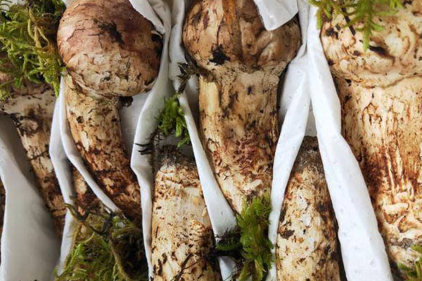 生理期可以吃松茸嗎，雙眼皮手術(shù)后能吃松茸嗎