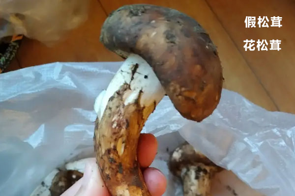什么是假松茸 什么是假松茸