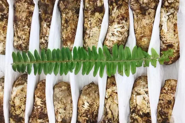 心梗支架后能吃松茸嗎 心梗支架后能吃松茸嗎