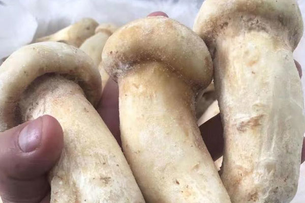 冰凍松茸有哪些規(guī)格 冰凍松茸有哪些規(guī)格