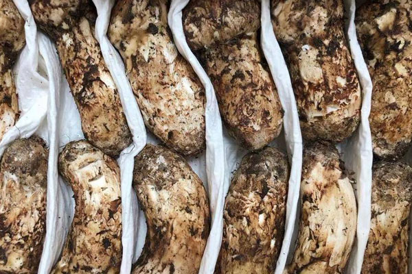 吃松茸會回奶嗎，尿酸高可以吃松茸嗎