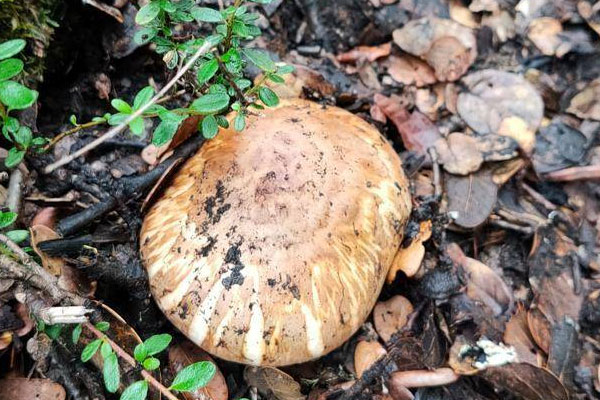 姬松茸可以和松茸媲美嗎 姬松茸可以和松茸媲美嗎