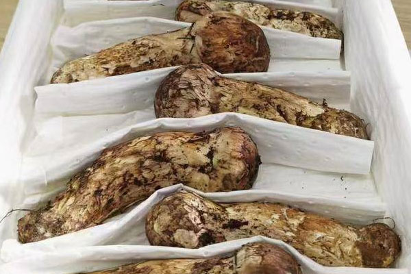 胰腺炎能吃松茸嗎 胰腺炎能吃松茸嗎