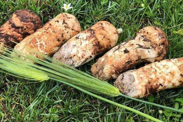 松茸可以調(diào)節(jié)血糖嗎 松茸可以調(diào)節(jié)血糖嗎