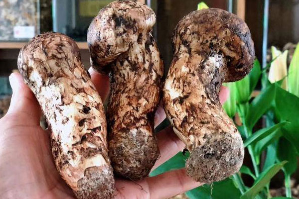 松茸吃了會脹氣嗎，松茸會引起急性腸胃炎嗎