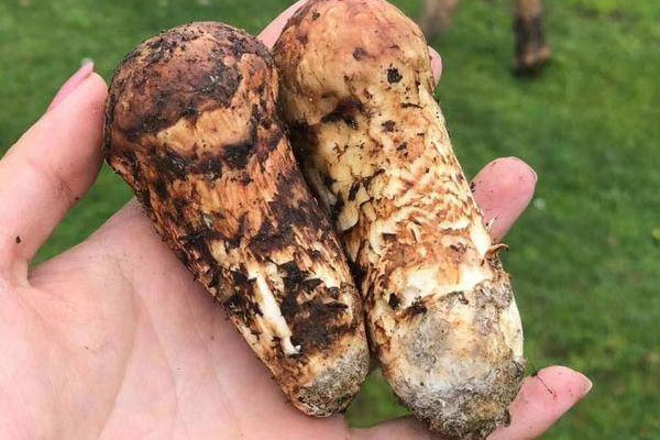 吃松茸會引起急性腸胃炎嗎 吃松茸會引起急性腸胃炎嗎