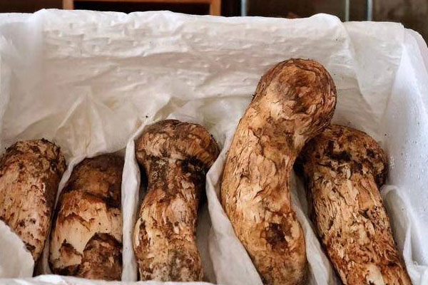 松茸吃多了會拉肚子嗎，腸胃炎可以吃松茸嗎