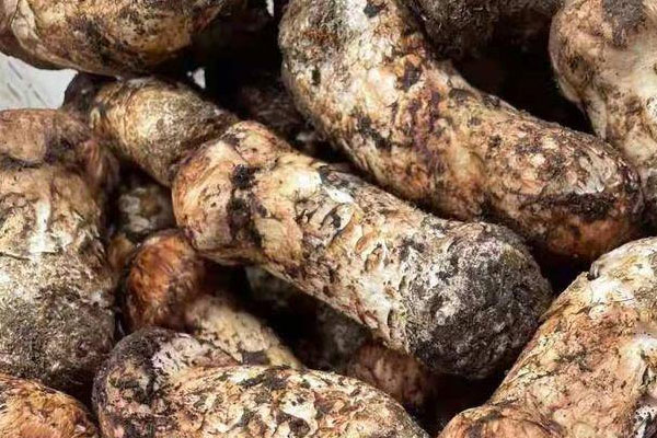 腹瀉能吃松茸嗎，吃松茸會肚子脹痛嗎