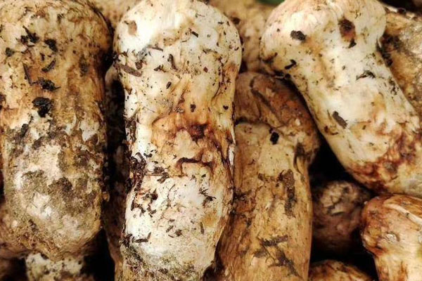 氣虛可以吃松茸嗎，脾胃虛寒可以吃松茸嗎