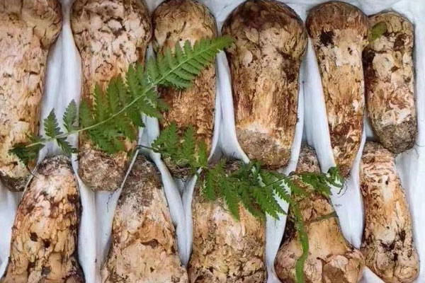 常吃松茸有哪些功效 常吃松茸有哪些功效