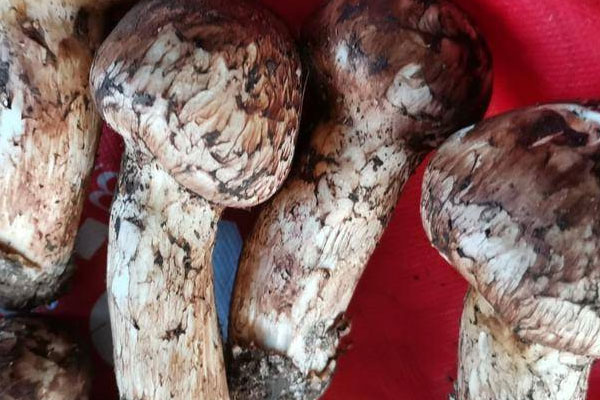 胃寒能吃松茸嗎，類風(fēng)濕可以吃松茸嗎