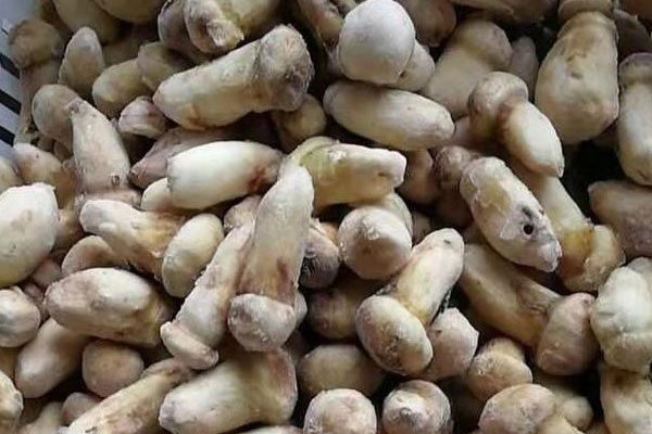 類風(fēng)濕能吃松茸嗎 類風(fēng)濕能吃松茸嗎