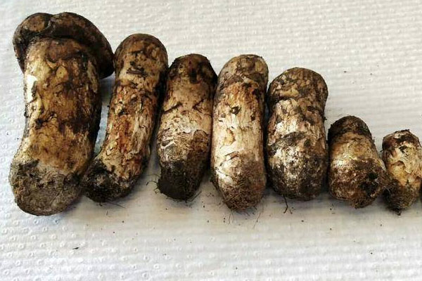 有腳氣能吃松茸嗎，近視可以吃松茸嗎