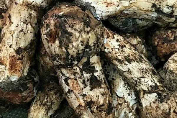 香格里拉松茸是浪得虛名嗎 香格里拉松茸是浪得虛名嗎