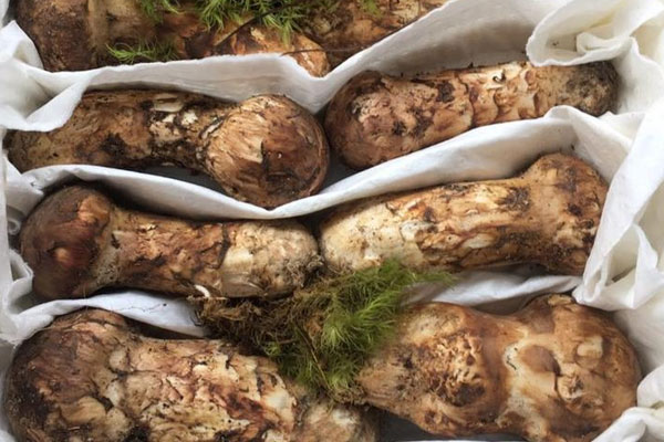 新鮮松茸是發(fā)物嗎 新鮮松茸是發(fā)物嗎