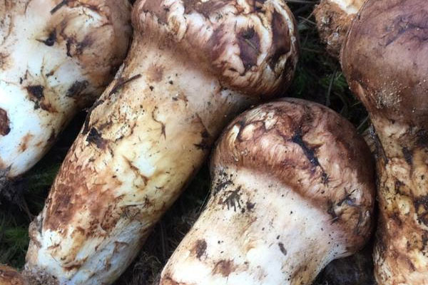 長期吃松茸能抑制腫瘤嗎，為什么吃了松茸晚上失眠