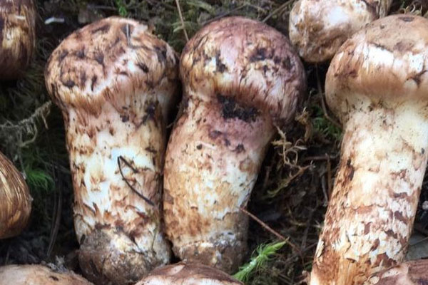 血糖高能吃松茸燉雞嗎 血糖高能吃松茸燉雞嗎