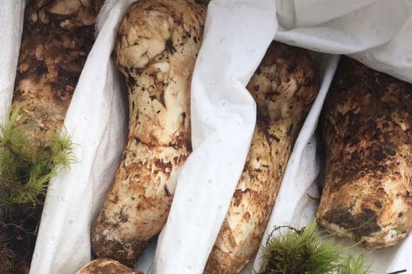 松茸對糖尿病有用嗎，鮮松茸湯煮多長時間最好