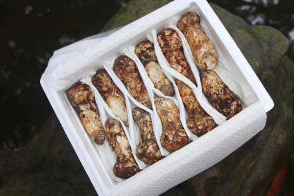 日本的松茸是進(jìn)口中國(guó)的嗎 日本的松茸是進(jìn)口中國(guó)的嗎