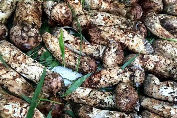 松茸可以降血糖嗎，陰虛火旺能吃松茸嗎