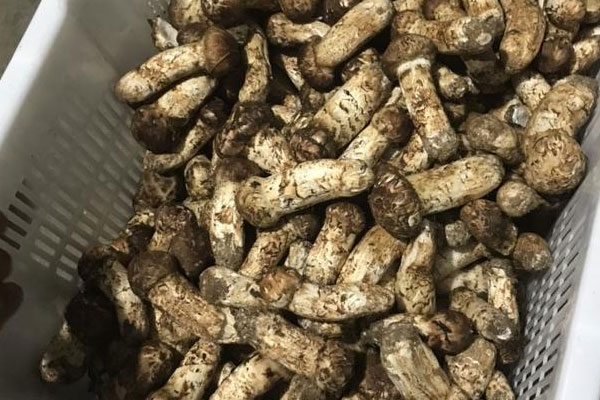 我國的松茸內(nèi)銷多還是出口多 我國的松茸內(nèi)銷多還是出口多