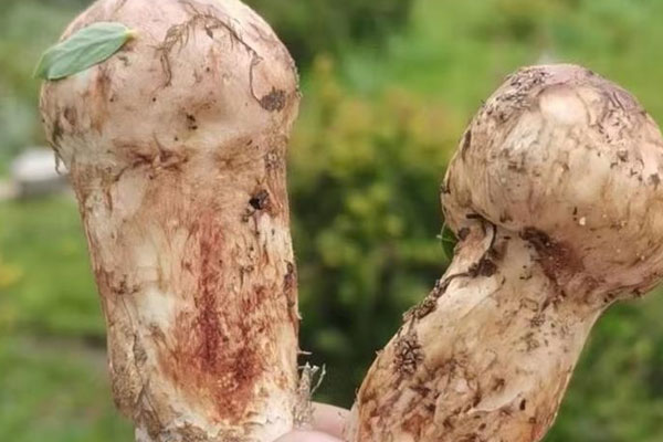 經常腸鳴能吃松茸嗎，哮喘可以吃松茸嗎