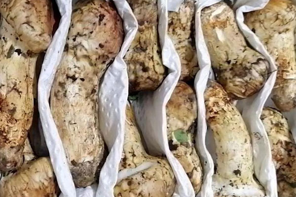 2019年我國松茸都是出口到哪些國家 2019年我國松茸都是出口到哪些國家