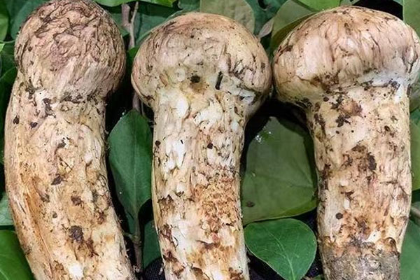 什么人可以吃松茸 什么人可以吃松茸