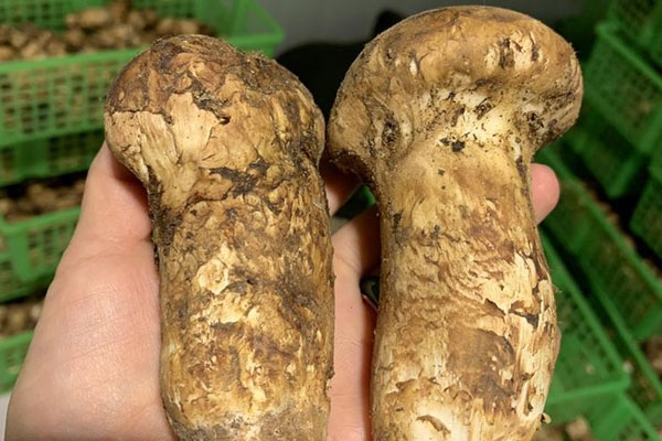 自然流產后可以吃松茸嗎，做了雙眼皮可以吃松茸嗎