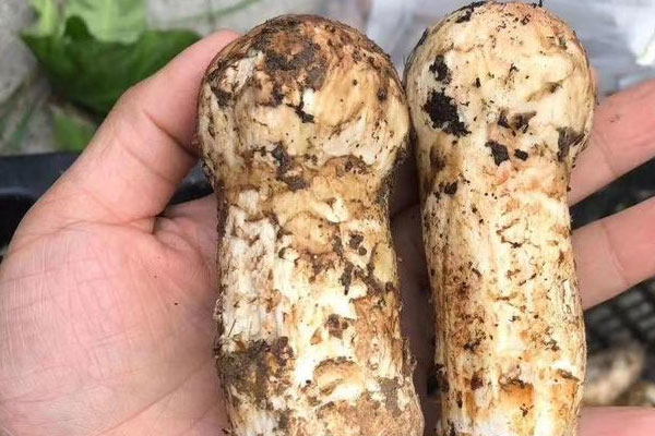 皮膚病可以吃松茸嗎，銀屑病可以吃松茸嗎