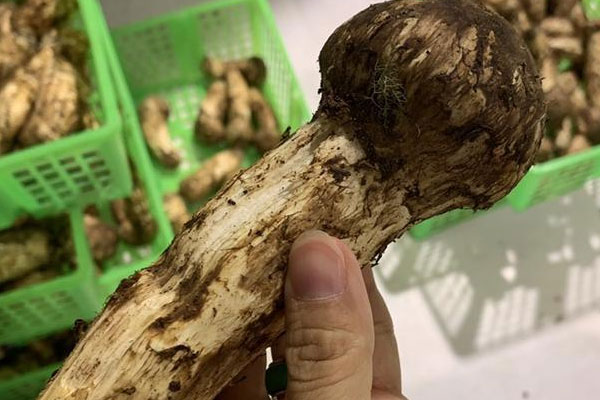 銀屑病能吃松茸嗎 銀屑病能吃松茸嗎