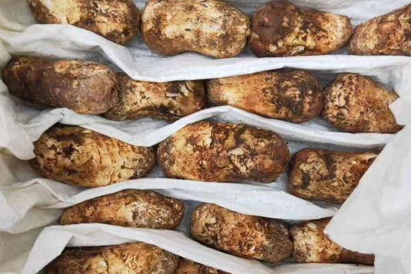 哪個國家出產(chǎn)的松茸最多 哪個國家出產(chǎn)的松茸最多