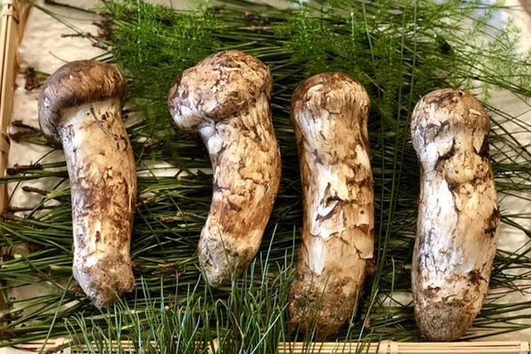 松茸長(zhǎng)在什么樹下 松茸長(zhǎng)在什么樹下