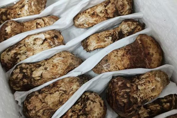 帶狀皰疹可以吃松茸嗎，月經少可以吃松茸嗎