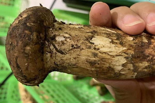 剛懷孕可以吃松茸嗎 剛懷孕可以吃松茸嗎