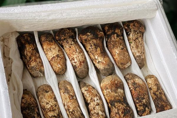 保胎能吃松茸嗎 保胎能吃松茸嗎