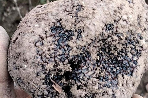 黑松露韭菜根骨頭湯的功效作用 黑松露韭菜根骨頭湯的功效作用