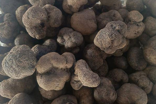 黑松露韭菜根骨頭湯的食用禁忌 黑松露韭菜根骨頭湯的食用禁忌