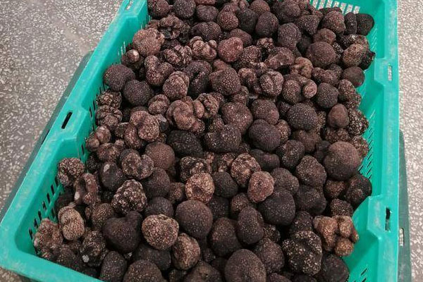 黑松露土豆紫薯糕的食用禁忌 黑松露土豆紫薯糕的食用禁忌