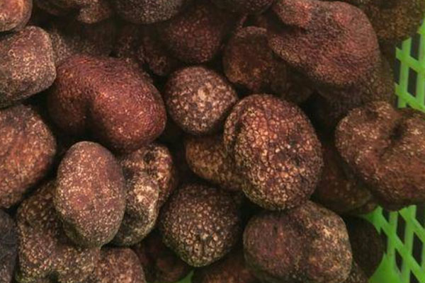 黑松露雞蛋三明治的功效作用 黑松露雞蛋三明治的功效作用