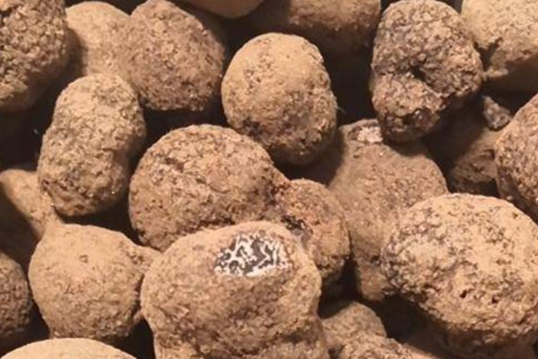 黑松露焗鮮蝦的功效作用 黑松露焗鮮蝦的功效作用