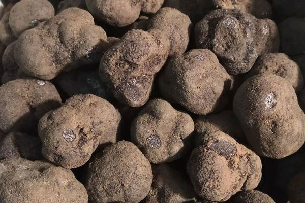 香蔥炒黑松露的營養(yǎng)價值 香蔥炒黑松露的營養(yǎng)價值