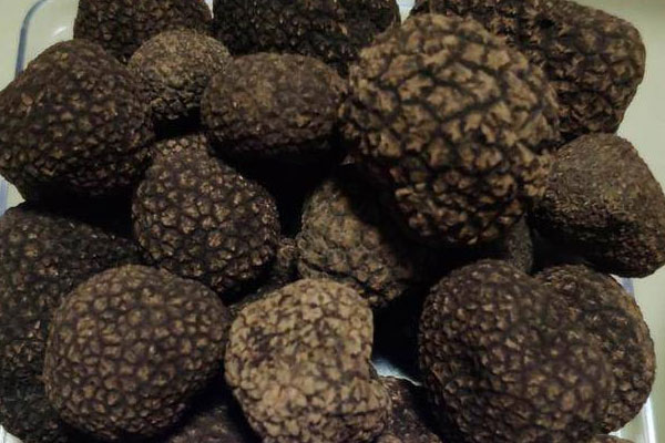 黑松露瘦肉蒸鴿蛋的食用禁忌