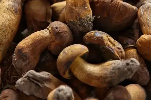 牛肝菌白玉菇枸杞雞湯的功效作用 牛肝菌白玉菇枸杞雞湯的功效作用