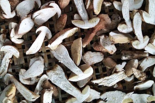 牛肝菌白玉菇枸杞雞湯的食用禁忌 牛肝菌白玉菇枸杞雞湯的食用禁忌