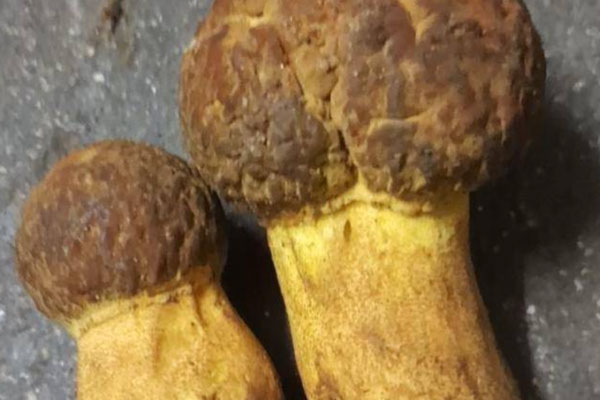 牛肝菌芹菜炒豆芽的營養(yǎng)價值 牛肝菌芹菜炒豆芽的營養(yǎng)價值