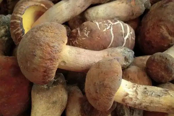 牛肝菌芹菜炒豆芽的食用禁忌 牛肝菌芹菜炒豆芽的食用禁忌