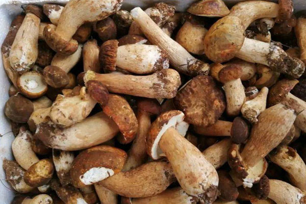 鮮牛肝菌紅酒醬汁的食用禁忌 鮮牛肝菌紅酒醬汁的食用禁忌